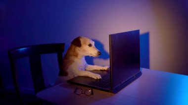 Beyaz köpek bilgisayar korsanı ya da oyuncu geceleri karanlık odada dizüstü bilgisayar kullanıyor. Gece temalı video çekimlerinde çalışan internet kullanıcısı. 