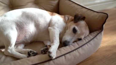 Tatlı, rahat köpek Jack Russell Teriyer güneşli oturma odasındaki evcil hayvanlar için rahat bej kanepe üzerinde dinleniyor. Rahatlatıcı video görüntüleri. Yaşlı evcil hayvan için güç uykusu. 