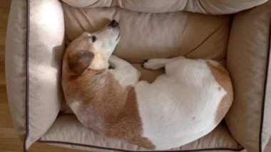 Sevimli köpek Jack Russell Terrier bej köpek yatağında uyuyor. Yukarıdan en iyi görüntü evcil hayvan teması. Evde tatlı köpek dinlenme gücü şekerlemesi. Siesta zamanı.