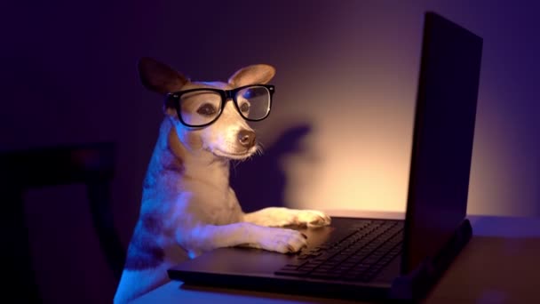 Perro Sentado Frente Laptop Tranquilamente Relajado Mirando Cámara Mascota Trabajadora — Vídeos de Stock