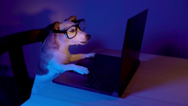 Gözlüklü Programcı Inek Köpek Geceleri Turuncu Işıklı Bilgisayar Kullanıyor Gizli — Stok video