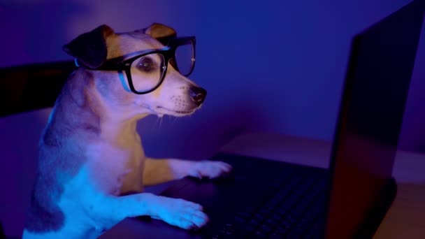 Αξιολάτρευτο Ψηφιακό Nerd Σκυλί Γυαλιά Χρησιμοποιώντας Φορητό Υπολογιστή Νύχτα Teal — Αρχείο Βίντεο