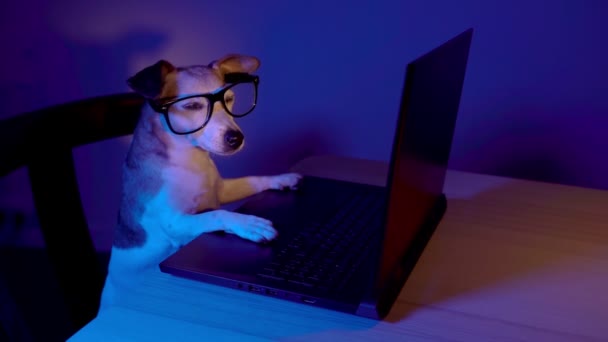 Chytrý Mazlíček Zaměřený Úkol Práci Šprt Pes Brýlemi Pomocí Počítače — Stock video