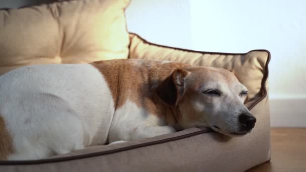 可爱的老狗睡着了 躺在舒适的米黄色宠物狗沙发床上 视频镜头 老狗用灰色的睫毛闭上美丽的大眼睛 — 图库视频影像