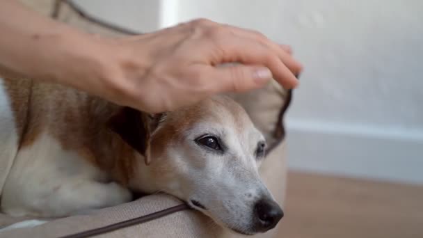 Dłoń Głaskanie Słodkie Starszy Pies Zasypia Leżąc Wygodnej Beżowej Kanapie — Wideo stockowe
