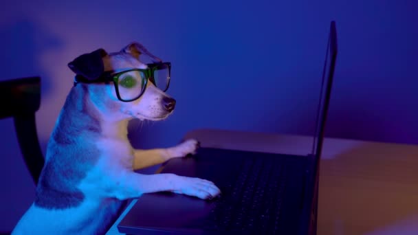 Perro Inteligente Con Gafas Ordenador Siguiendo Atentamente Pantalla Del Ordenador — Vídeo de stock