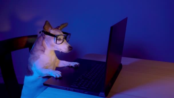 かわいいスマートなオタクの犬は 夜にコンピュータのラップトップを使用して オレンジ色の光 シークレットハッカープログラマーまたは中毒ゲーマーは 画面を見ています ビデオ映像について — ストック動画