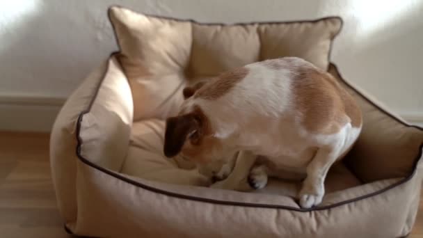 かわいい犬ジャックラッセルテリアは居心地の良いベージュペットソファーベッドの上に横たわっています 自然な柔らかい日光 戻ってくる ホーム 雨の日 ベッドのビデオ映像 — ストック動画