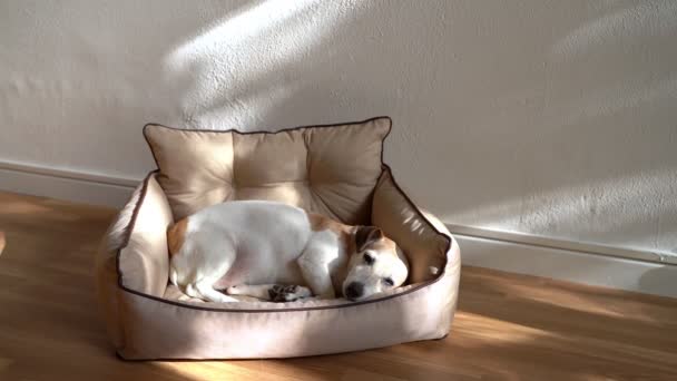Perro Senior Jack Russell Terrier Descansando Cómodo Sofá Cama Beige — Vídeo de stock
