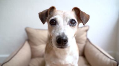 Sevimli yaşlı köpek suratlı, kameraya yakından bakıyor. Atıştırmalık için bekliyor. Zevk ve iştahla bir parça elma çiğniyor. Komik hayvan yüzü geniş açı mercek video görüntülerini kapat