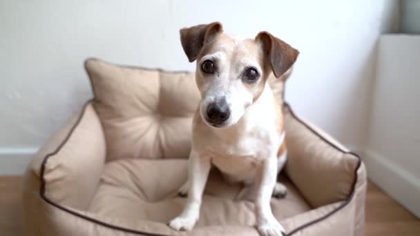 Adorable Perro Senior Sentado Sofá Beige Para Mascotas Mirando Cámara — Vídeos de Stock