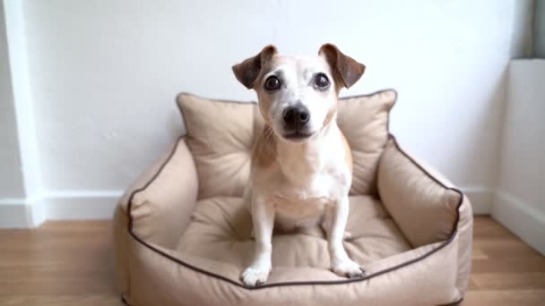 可爱的小狗收到了一块苹果 高兴而又有胃口地咀嚼着 主人的宠物狗用厚重的小吃招待宠物 狗坐在米黄色的沙发床上 录像镜头 — 图库视频影像
