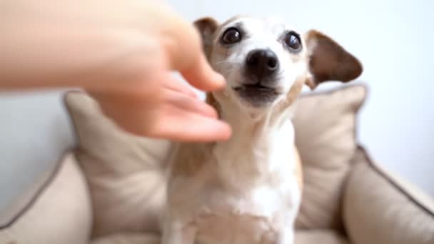 Pies Potłuczone Przekąski Mały Uroczy Pies Otrzymuje Kawałek Jabłka Żuje — Wideo stockowe