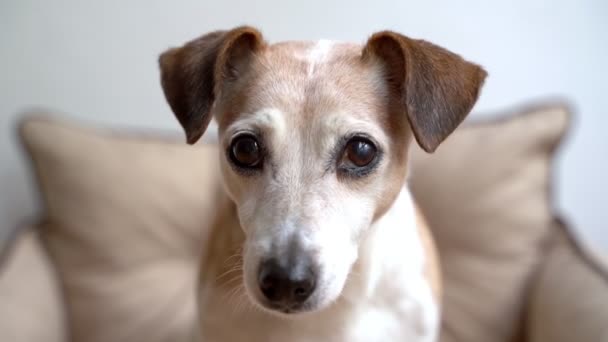 Cute Zabawny Starszy Pies Jedzenie Zdrowej Przekąski Kawałek Jabłka Przyjemnością — Wideo stockowe