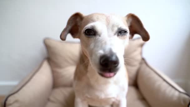 Schattig Grappig Senior Hond Eten Gezonde Snack Stukje Appel Met — Stockvideo
