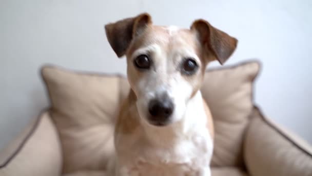Küçük Sevimli Yaşlı Köpek Kameraya Bakıyor Endişeyle Bekliyor Bir Parça — Stok video