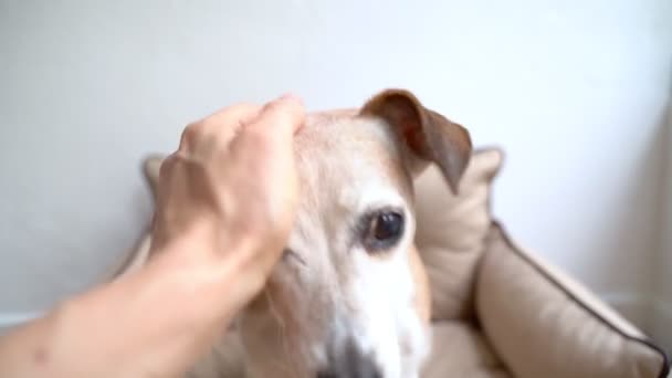 Ręcznie Głaskanie Słodkie Starszy Pies Siedzi Beżowej Kanapie Zwierzaka Nagranie — Wideo stockowe