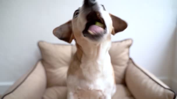 可爱的狗吃着一小片脆苹果 狼吞虎咽可爱的老狗面对着享用水果 录像镜头 — 图库视频影像