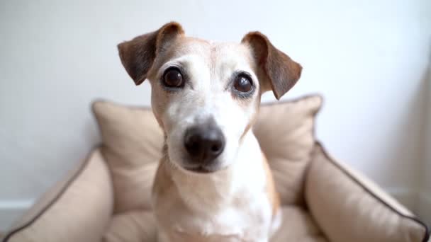 Psie Oczy Zamykają Się Słodki Starszy Pies Jack Russell Terrier — Wideo stockowe