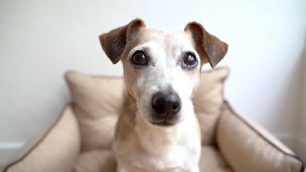美しいスマートな目で見る犬の肖像画 フィールドの浅い深さのかわいい犬ジャック ラッセル テリアの背景の肖像画 カメラ映像を見ているペット — ストック動画