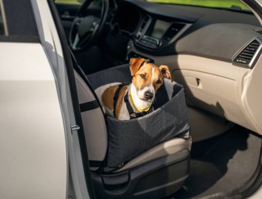 Evcil hayvan arabayla gitmeye hazır. Köpek arabasının hamağında ön koltukta oturur ve meraklı şirin yüzüyle kameraya bakar. Güvenli ve rahat yolculuk için mühimmat ve emniyet kemeri. Yatay bileşim