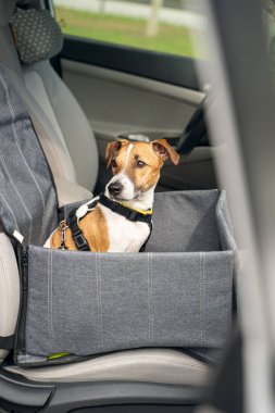 Köpek arabayla seyahat etmeye hazır. Köpek arabasının hamağında ön koltukta oturuyor ve konsantre ve ciddi bir yüzle geriye bakıyor. Güvenli ve rahat yolculuk için mühimmat ve emniyet kemeri. Dikey 