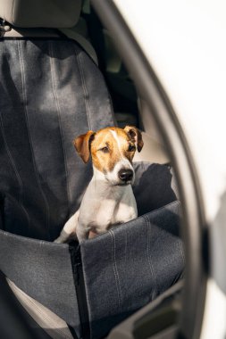 Otomobil hamağında köpekler arabanın ön koltuğunda oturur. Evcil hayvan için güvenli koltuk. Güneşli bir gün eğlenceli bir seyahat macerasına hazır. Jack Russell Terrier dikkatle yola doğru bakıyor. konsantrasyon co-pilot
