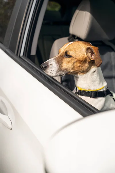 Прелестное Собачье Личико Смотрит Открытое Окно Белой Машины Подозрением Осторожностью Стоковое Фото