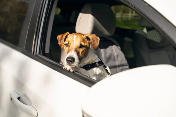 Симпатичный Пес Джек Рассел Терьер Выглядывающий Открытого Окна Белой Машины Лицензионные Стоковые Изображения