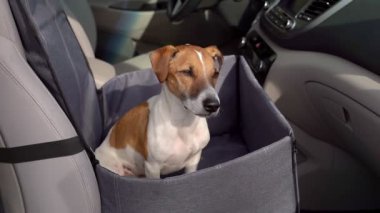Köpek arabayla seyahat etmeye hazır. Köpek arabasında ön koltukta oturur ve konsantre ve ciddi bir yüzle kameraya bakar. Güvenli ve rahat yolculuk için mühimmat ve emniyet kemeri.
