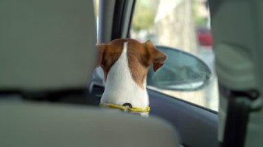 Arabanın içindeki ön koltuktaki köpek pencereden dışarı bakıyor. Araba hareket etmiyor, park ediyor, köpek arkasına dönüp kameraya bakıyor. Göz teması. Araba temasındaki video görüntüsü