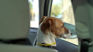 Arabanın içindeki ön koltuktaki köpek pencereden dışarı bakıyor. Araba trafik ışıklarında bekliyor, trafiği izliyor. Video görüntüleri