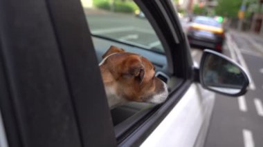 Trafik ışıklarında beklerken meraklı köpek açık araba camından dışarı bakar. Köpek Jack Russell Terrier sokak trafiğini izliyor. Video görüntüleri büyük şehir hayatı