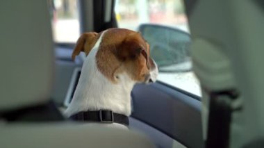 Arabanın içindeki ön koltuktaki köpek pencereden dışarı bakıyor. Araba hareket etmeye başlar, köpek geri döner ve kameraya bakar. Kamera görüntülerini izleyelim. Trafiği izleyen meraklı Jack Russell Terrier 
