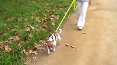 Evcil hayvanla sonbahar yürüyüşü. Beyaz kotlu genç bir kadın, tasmalı köpek Jack Russell Terrier ile aceleci olmayan kırsal bölgede yürüyor. Video görüntüleri. Yeşil çimenli dar bir yol. Köpek yeşil otları kokluyor.
