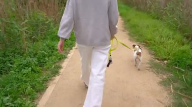Evcil hayvanla sonbahar yürüyüşü. Beyaz kotlu genç bir kadın, tasmalı köpek Jack Russell Terrier ile aceleci olmayan kırsal bölgede yürüyor. Video görüntüleri. Yeşil çimenli dar bir yol. Arkadan izleniyor