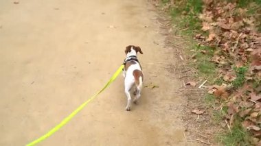 Tasmalı köpek. Şehir dışı kırsal kesimde evcil hayvanla sabah yürüyüşü. Tema video görüntülerini yavaş yaşam küçültüyor. 
