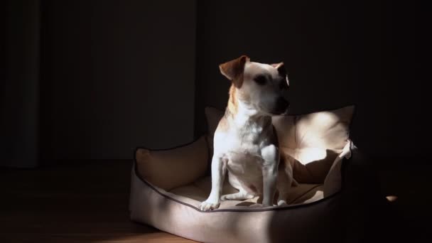 Atmosfærisk Mørk Høj Kontrast Video Optagelser Med Ældre Hvidhårede Hund – Stock-video