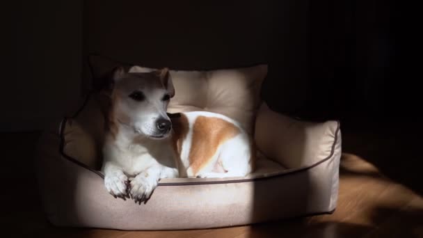 犬の顔に動く劇的なコントラストの影 カメラを見ているペットソファーに横たわる白い小さな犬 疲れた目をリラックス 大気中のダークビデオ映像です 外は風が強かった 高齢者ドギー — ストック動画