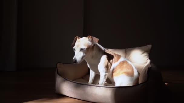 Ein Älterer Grauer Hund Sitzt Auf Einem Beigen Sofa Legt — Stockvideo