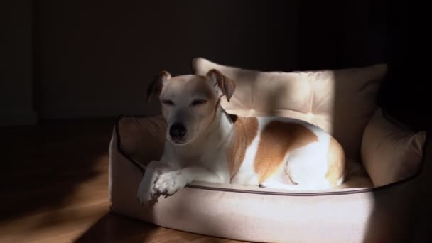 年长的白发老狗躺在米色沙发上给宠物吃 与窗外树上的浪漫阴影形成鲜明对比 多风的天气舒适地呆在家里 睡梦中的杰克罗素狗累了 打呵欠 — 图库视频影像