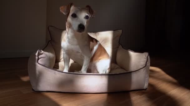 Hunden Klar Til Rejse Bil Sidder Forsædet Hundebil Hængekøje Ser – Stock-video