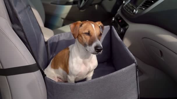 狗已经准备好开车旅行了 坐在狗车吊床上的前排座位上 凝视着镜头 严肃而专注 弹药和安全带 用于安全舒适的道路旅行 — 图库视频影像