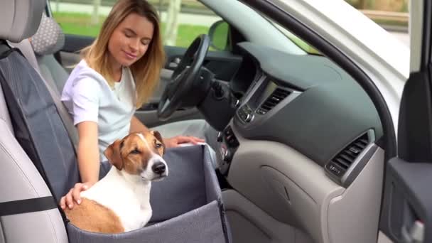 ブロンドの若い運転手の少女は笑顔で 車の旅行中に犬の友人を追いかけています 車のフロントシートに車椅子のハンモックに座っている犬 犬のジャック ラッセル テリア ビデオ映像について — ストック動画
