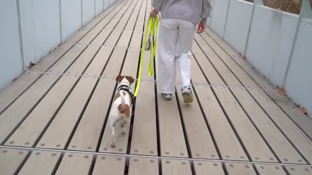 Egy Fiatal Fehér Nadrágban Pórázon Tartott Kutyával Aki Egy Hídon — Stock videók