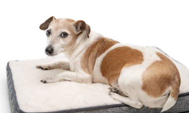 Evcil hayvan yatağındaki köpek kameraya döndü. Köpek yerde yatıyor. Yumuşak bir yatakta dinleniyor. Uyku vakti. Rahat beyaz koltukta dinleniyorlar. Üzgün sakin bakışlı gözler