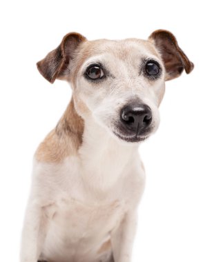Beyaz arka plandaki köpek. Akıllı gözler, gri saçlı yaşlı köpek kameraya bakıyor ve bekliyor. Sakin ol.