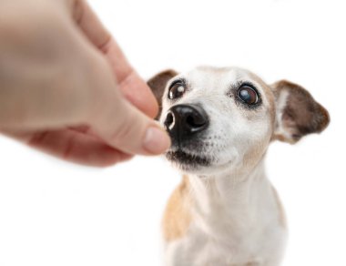Köpeğe kadın eli muamelesi yapılıyor. Dikkatlice ve ilginç bir şekilde koklar. Yaşlı yaşlı köpek diyeti. Beyaz arka plan. 12 yaşındaki Jack Russell Terrier