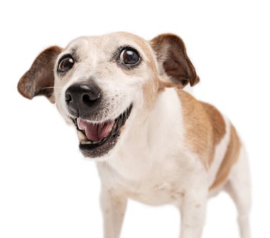 İğneleyici gülüşü olan mutlu, küçük bir köpek kameraya bakarken kafası karışmış. Beyaz arka plan. Yaşlı bir hayvan.