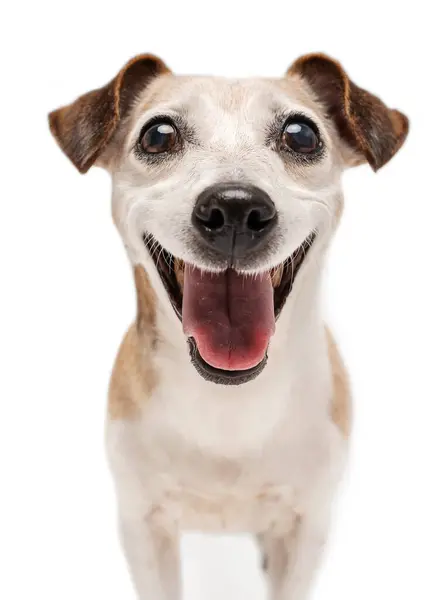 Sonriente Perro Viejo Feliz Con Amplia Sonrisa Grande Mirando Cámara — Foto de Stock